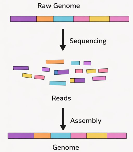 Genome assembly