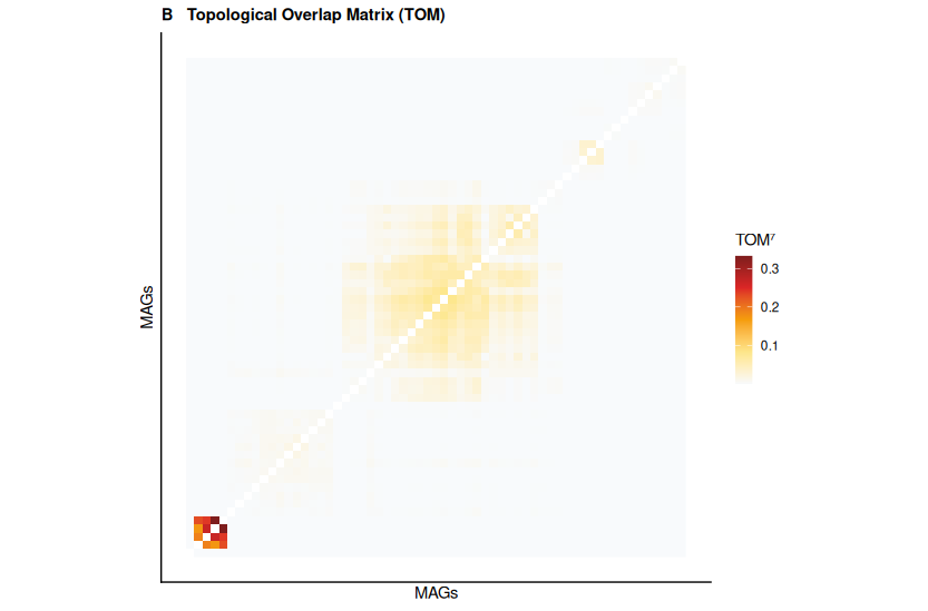 WGCNA MAG Co-Abundance Networks